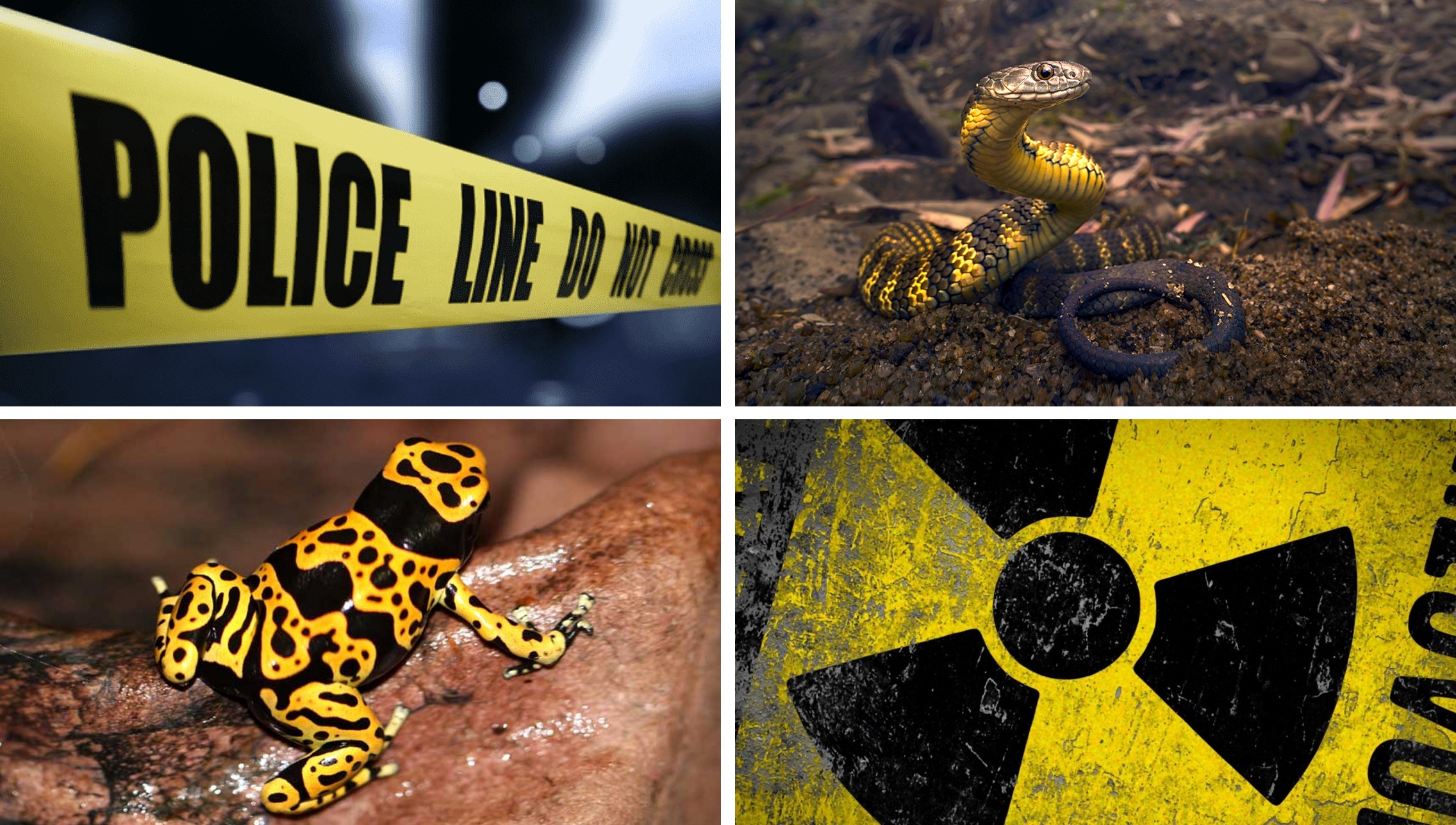 Сочетание черного и желтого 50 на 50 или в близкой к этому пропорции выглядит эффектно, его любят и активно применяют дизайнеры общественных пространств. Сочетание черного и желтого 50 на 50 или в близкой к этому пропорции выглядит эффектно, его любят и активно применяют дизайнеры общественных пространств.