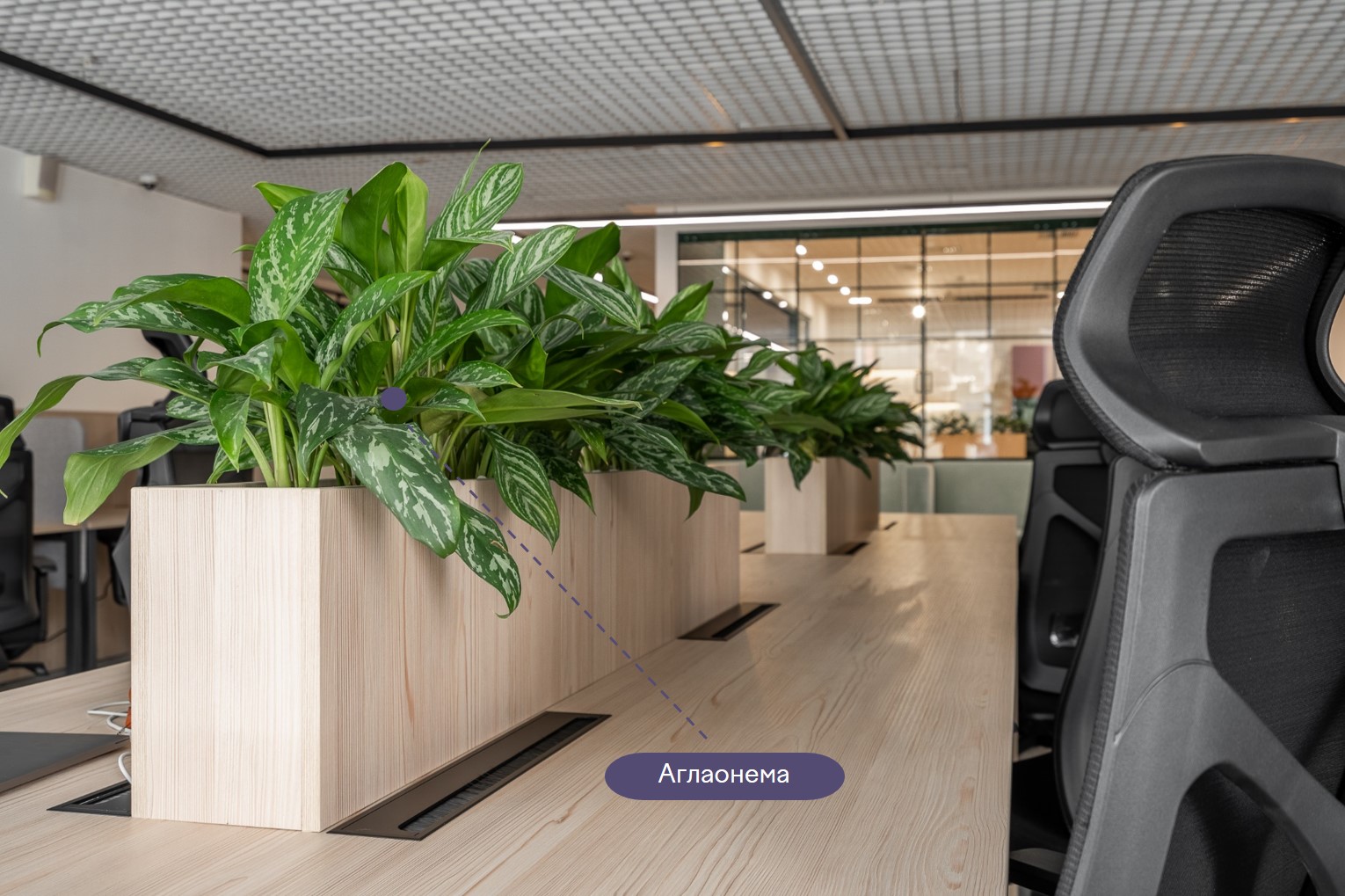 Аглаонема хорошо смотрится в интерьере, где нужно добавить акцентов, ярких пятен Аглаонема хорошо смотрится в интерьере, где нужно добавить акцентов, ярких пятен