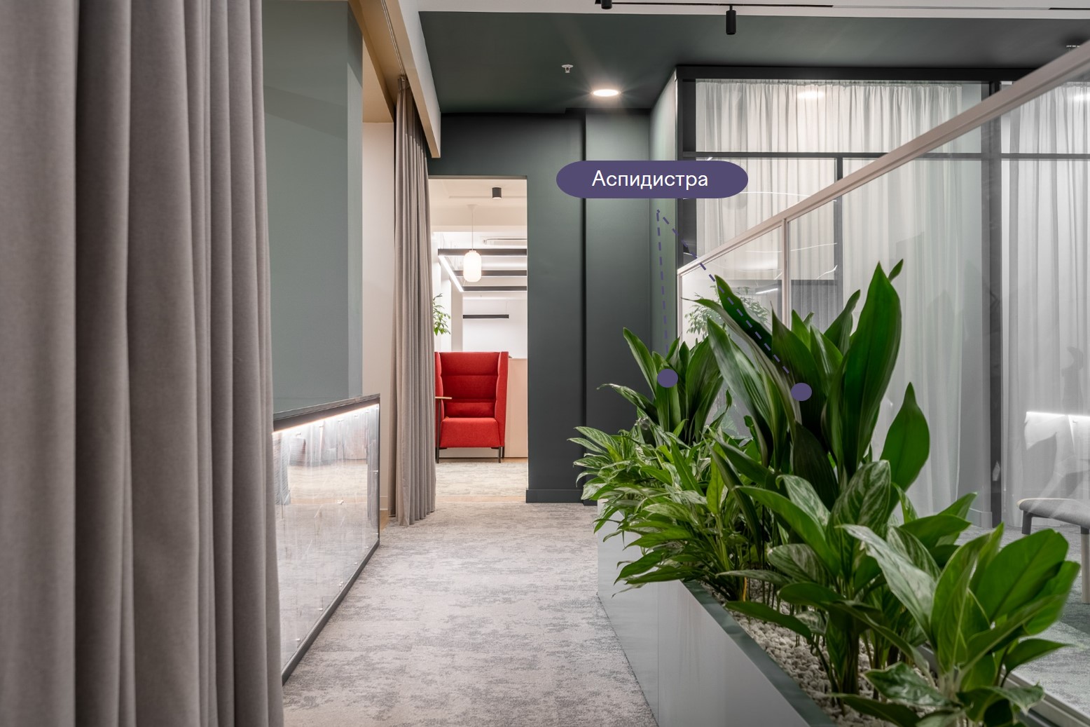 Аспидистра не будет создавать в офисе визуальный шум Аспидистра не будет создавать в офисе визуальный шум