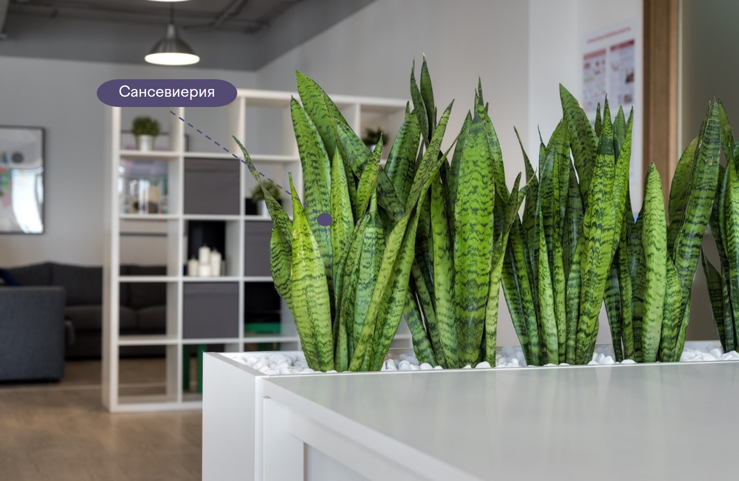 Сансевиерия растет вертикально, поэтому удачное расположение для них — на рабочих столах, стеллажах Сансевиерия растет вертикально, поэтому удачное расположение для них — на рабочих столах, стеллажах